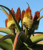 Aloe helenae